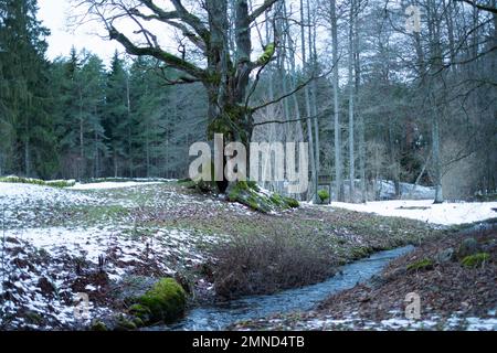 Tülivere hiie tamm (Tülivere Heilige Eiche) ist ein national geschützter heiliger Baum in Kuusalu, Estland. Stockfoto