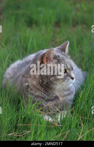 Nahaufnahme einer grauen Katze im grünen Gras, im Sommer im Freien Stockfoto