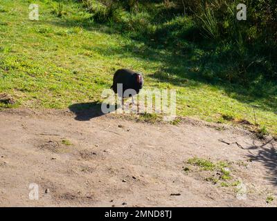 Takahe-Vogel Stockfoto