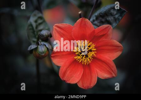 Nahaufnahme einer roten Zinnia-Blume auf den Feldern mit dunklem, unscharfem Hintergrund Stockfoto