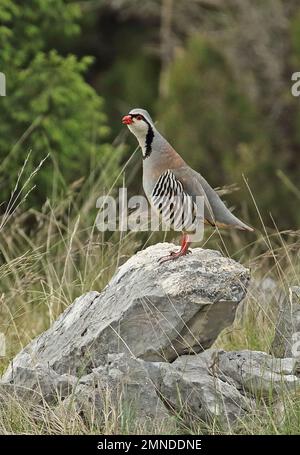 Rock Partridge (Alectoris graeca saxatilis), männlicher Erwachsener, der auf einem Felsen steht und Herzegowina, Bosnien und Herzegowina April Stockfoto