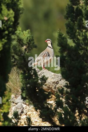 (Rock Partridge Alectoris graeca Saxatilis) männlichen Erwachsenen stehen auf Rock Podvelezje Plateau, Herzegowina, Bosnien & Herzegowina April Stockfoto