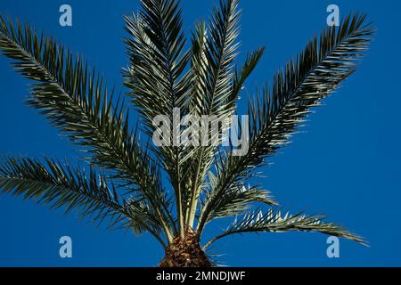 Eine Palme vor einem tiefen blauen Himmel in Kalifornien, USA. Stockfoto