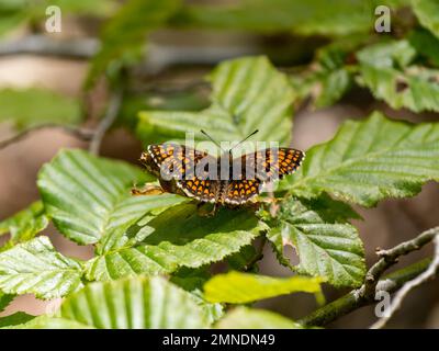 Heath Fritillary Butterfly Ruht Mit Offenen Flügeln Stockfoto