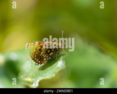 Der Fürstentöter Ruht Sich Aus. Flügel Geschlossen. Stockfoto