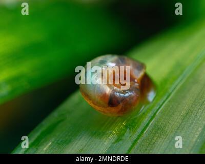 Eine Süßwasserschnecke, die als Biomphalaria bekannt ist, ein Krankheitsüberträger parasitärer Würmer, der Schistosomiasis (Esquistossomose) verursacht Stockfoto