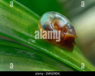 Eine Süßwasserschnecke, die als Biomphalaria bekannt ist, ein Krankheitsüberträger parasitärer Würmer, der Schistosomiasis (Esquistossomose) verursacht Stockfoto