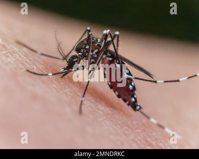 Nahaufnahme einer gelben Tigermücke (Aedes albopictus, Mosquito da Dengue) mit blutgefülltem Bauch beim Bissen auf die menschliche Haut. Stockfoto