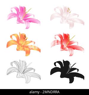 Lily Flower zwei pinkfarbene weiße gelbe rote Umrisse und eine Silhouette Lilium Candidum auf weißem Hintergrund Vintage-Vektor-Illustration editierbare Handzeichnung Stock Vektor