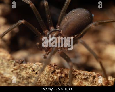 Detailporträt einer Loxoszele (braune Einsiedlerspinne), Makrofotografie einer Giftspezies mit medizinisch bedeutsamen Bissen. Stockfoto