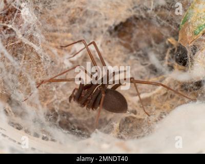 Detailporträt einer Loxoszele (braune Einsiedlerspinne), Makrofotografie einer Giftspezies mit medizinisch bedeutsamen Bissen. Stockfoto