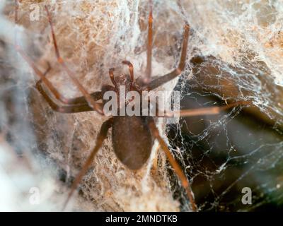 Details einer Loxosceles-Spinne (Brauner Einsiedler) von oben gesehen, auch bekannt als aranha Marrom, giftige Spezies Stockfoto