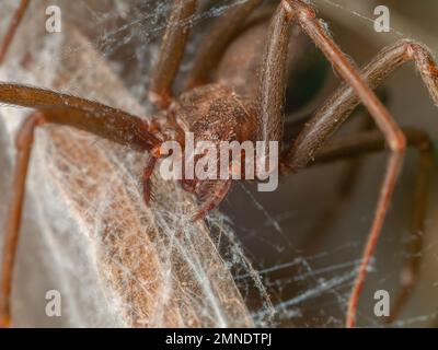 Details einer braunen Einsiedlerspinne (Loxosceles), gefährliche Arachnid, auch bekannt als aranha Marrom Stockfoto