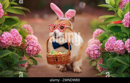 Süßes Corgi-Hundewelpe mit Osterhäschen-Ohren und einem Korb in den Zähnen sitzt in einem Frühlingsgarten inmitten rosa Hortensien-Blumen Stockfoto