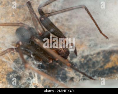 Nest einer braunen Einsiedlerspinne, giftige Spezies, auch bekannt als aranha Marrom (Loxosceles) Stockfoto