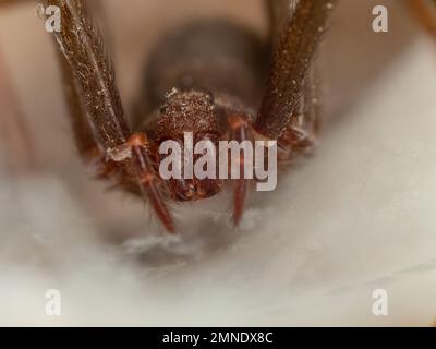 Frontales Porträt einer braunen, zurückgezogenen Spinne, Reißzähne und Augen sichtbar (Loxosceles, aranha marrom) Stockfoto