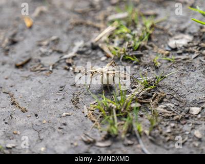 Nursery Web Spider trägt einen Eiersack Stockfoto