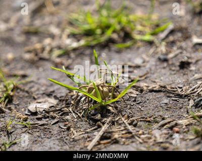 Nursery Web Spider trägt einen Eiersack Stockfoto