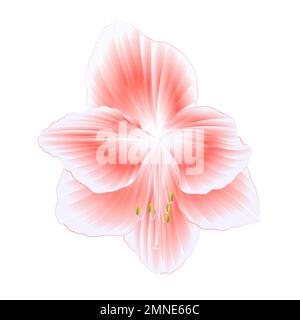 Elegante blühende rosa Amaryllis-Blume auf weißem Hintergrund detailgetreue natürliche Zeichnung eines herrlichen kultivierten blühenden Gartenpflanzenvektors Il Stock Vektor