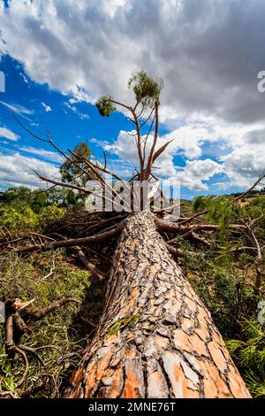 Ein großer Baum ist nach einem Sturm gefallen und entwurzelt Stockfoto