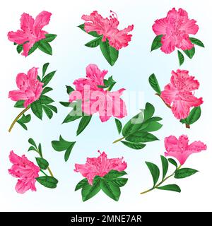 Rosafarbene Blumen Rhododendron und hinterlässt Gebirgsstrauch auf blauem Hintergrund Vintage Illustration editierbare Handzeichnung Stock Vektor