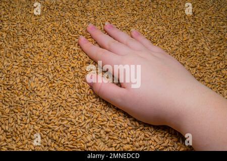 Nahaufnahme einer Frauenhand vor dem Hintergrund reifer Weizenkörner. Konzept der landwirtschaftlichen Ernte. Landwirtschaft. Die Hauptzutat zum Backen von Brot Stockfoto