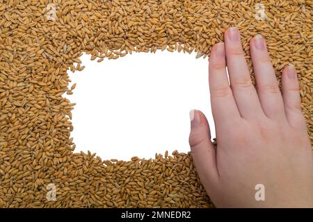 Frauenhand auf einem rechteckigen Rahmen aus reifem Weizenkörner auf weißem Hintergrund. Konzept der landwirtschaftlichen Ernte Stockfoto