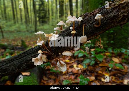 Geclusterte Haube (Mycena inclinata) auf Totholz, gemischter Buchenwald, Kanton Solothurn, Schweiz Stockfoto