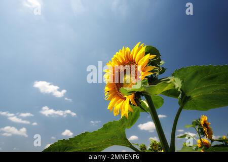 Reife Sonnenblume mit grünen Blättern am blauen Himmel Stockfoto