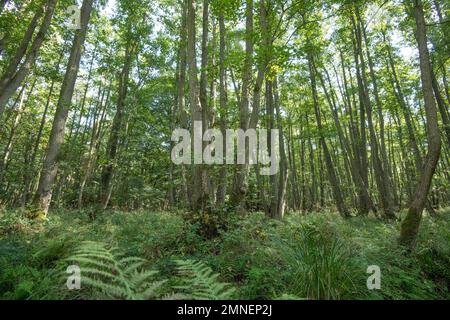 Schwarzerle (Alnus glutinosa), Sumpfwald mit üppigem Unterholz im Darsser Urwald, Nationalpark Vorpommersche Boddenlandschaft Stockfoto