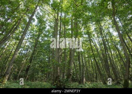 Schwarzerle (Alnus glutinosa), Sumpfwald mit üppigem Unterholz im Darsser Urwald, Nationalpark Vorpommersche Boddenlandschaft Stockfoto