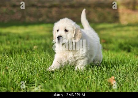 Golden Retriever, 8 Wochen alt, Froendenberg, Nordrhein-Westfalen, Deutschland Stockfoto