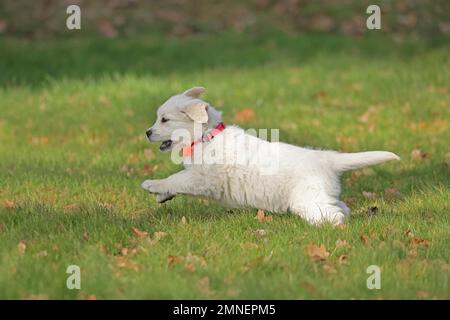 Golden Retriever, 8 Wochen alt, Froendenberg, Nordrhein-Westfalen, Deutschland Stockfoto