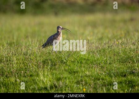 Ein einzelner Curlew Numenius arquata im Profil mit ausgeprägtem gebogenem Schirm, offen auf rauem Moorland über Holmfirth in Yorkshire, Großbritannien Stockfoto