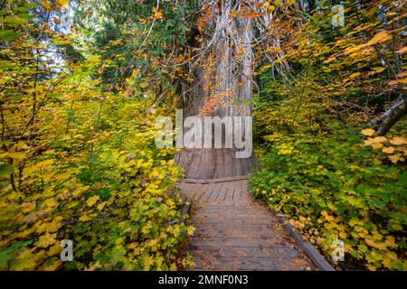 Dicker Giant Life Tree im Herbstwald, Wald mit westlicher roter Zedernholz (Thuja gigantea), Grove of the Patriarchs Trail, Mount Rainier National Park Stockfoto