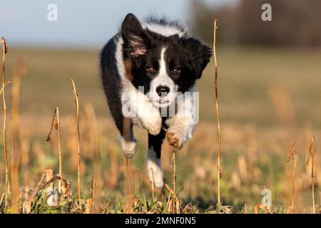 Border Collie Hündchen im Galopp Stockfoto