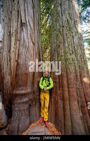 Wanderer stehen zwischen zwei dicken westlichen roten Zedern (Thuja gigantea), Wald mit riesigen Lebensbäumen, Grove of the Patriarchs Trail, Mount Rainier Stockfoto