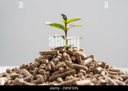 Aus Pellets wachsende Pflanze mit Frontansicht. Auflösung und hochwertige Fotos Stockfoto