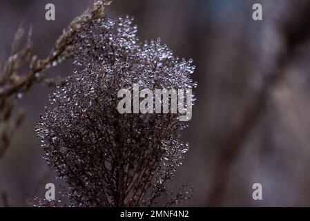 Seltenes Wetterphänomen, wenn die Pflanze eisig wird. Gefrorene Schönheit im Winter Stockfoto