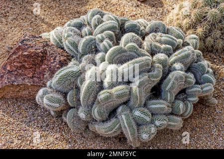 Ein Cluster von Mammillaria geminispina, gemeinhin als Zwillingsspinnkaktus bezeichnet, ist ein zylindrischer Kaktus, der in Mexiko üblich ist Stockfoto