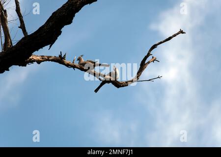 Ein Paar Kammtauben (Ocyphaps lophotes) auf einem Baum in Sydney, NSW, Australien (Foto: Tara Chand Malhotra) Stockfoto