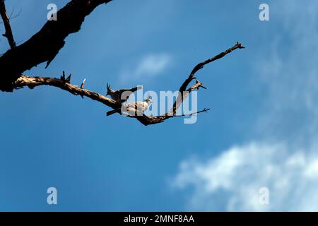 Ein Paar Kammtauben (Ocyphaps lophotes) auf einem Baum in Sydney, NSW, Australien (Foto: Tara Chand Malhotra) Stockfoto
