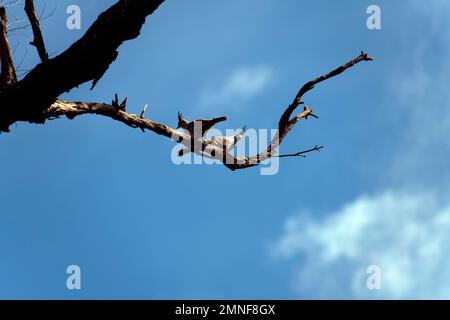 Ein Paar Kammtauben (Ocyphaps lophotes) auf einem Baum in Sydney, NSW, Australien (Foto: Tara Chand Malhotra) Stockfoto