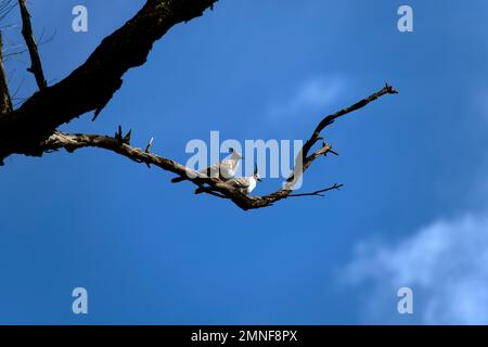 Ein Paar Kammtauben (Ocyphaps lophotes) auf einem Baum in Sydney, NSW, Australien (Foto: Tara Chand Malhotra) Stockfoto