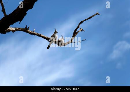 Ein Paar Kammtauben (Ocyphaps lophotes) auf einem Baum in Sydney, NSW, Australien (Foto: Tara Chand Malhotra) Stockfoto