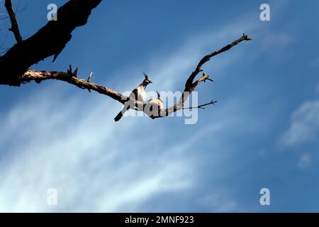 Ein Paar Kammtauben (Ocyphaps lophotes) auf einem Baum in Sydney, NSW, Australien (Foto: Tara Chand Malhotra) Stockfoto