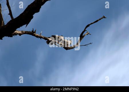 Ein Paar Kammtauben (Ocyphaps lophotes) auf einem Baum in Sydney, NSW, Australien (Foto: Tara Chand Malhotra) Stockfoto