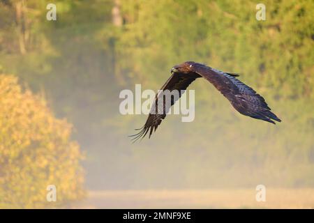 Goldener Adler (Aquila chrysaetos), Erwachsener, Flug bei Sonnenaufgang über Waldlichtung mit Morgennebel Stockfoto