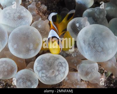 Junger Clownfisch (Amphiprion bicinctus) in seiner Blasenkoralle (Plerogyra sinuosa), Tauchplatz House Reef, Mangrove Bay, El Quesir, Rotes Meer Stockfoto