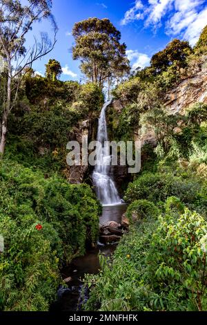 Paluz-Wasserfall in der Umgebung der Stadt San Gabriel, Provinz Carchi, wunderschöner Wasserfall inmitten der Andenvegetation Stockfoto